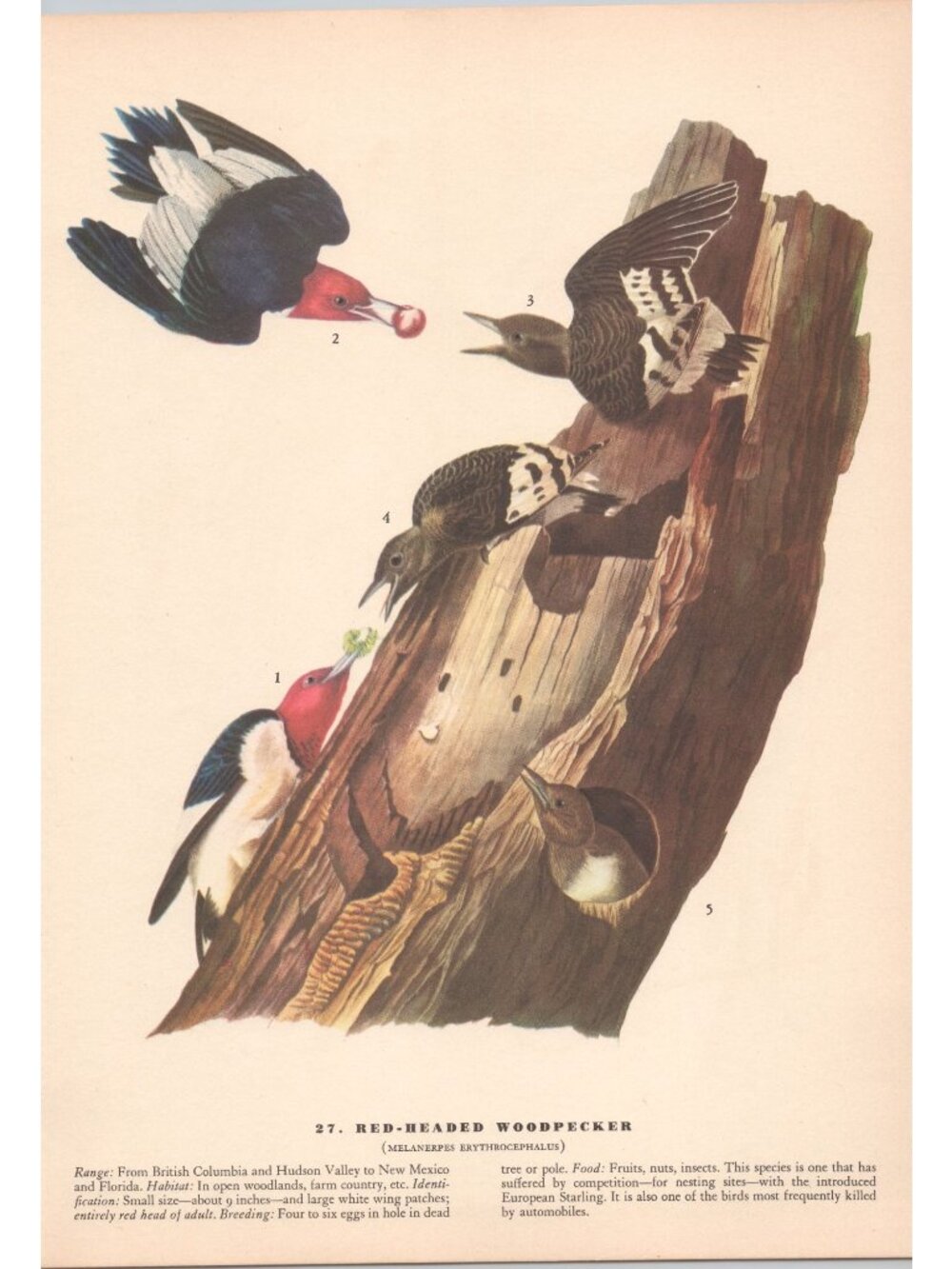 Audubon RED-HEADED WOODPECKER Print 1942 Birds of America Plate 27 Vintage Art
